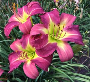 Other Late Daylilies
